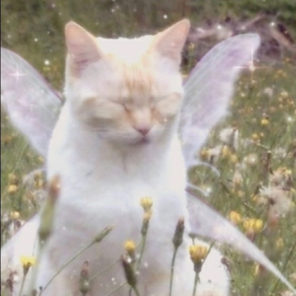 hellokitty86688